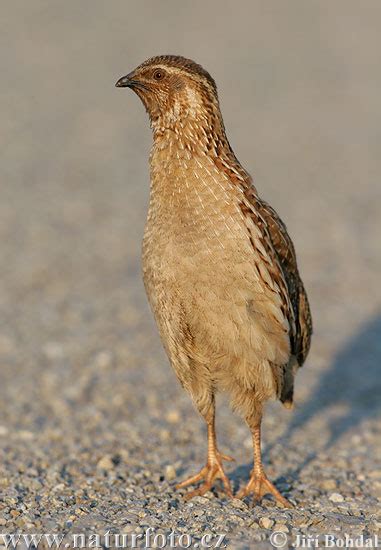 Quail Photos Quail Images Nature Wildlife Pictures Naturephoto