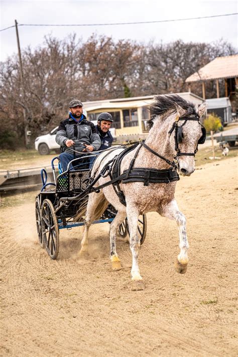 Stages Dattelage Et Location De Roulotte Sur Terre Equestrecom