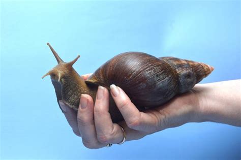 Encuentran En Canarias Un Caracol Transmisor De Meningitis