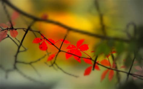 Wallpaper Sunlight Leaves Nature Red Plants Closeup Branch