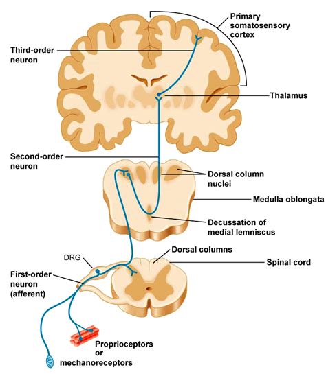 The Ascending Tracts