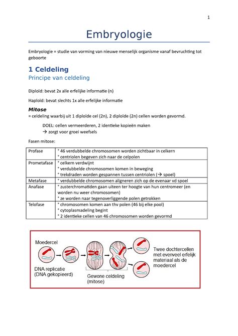 Embryologie Doel Cellen Vermeerderen Identieke Maken Zorgt Voor