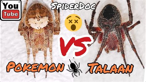 Pokemon Vs Brown Tala Masbate Spider Fight Epic Comeback Fast Fight