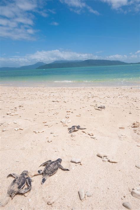 Turtle Hatchlings Making Their Way To The Ocean For Their First Swim