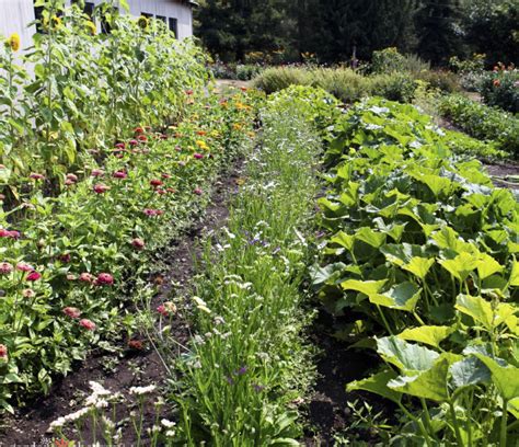 Pr Cticas De Policultivo Imprescindibles Para La Huerta Mis Plantas