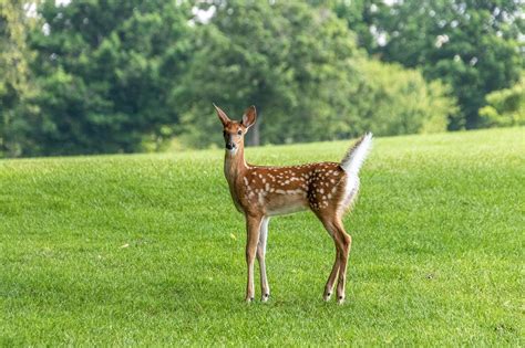 bea deer deer images pixabay