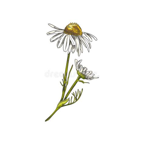 Hand Drawn Colorful Chamomile Flowers On Stem Sketch Style Stock