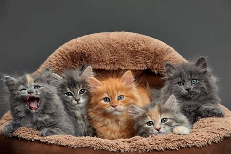 Kittens Adoption Program | Town and Country Veterinary Clinic and Emergency Hospital