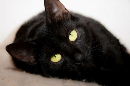 Black Cat Superstitions and Their Origins - The Conscious Cat