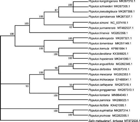 Molecular Phylogenetic Analysis By Maximum Likelihood Method