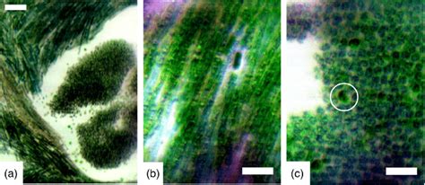 True Color Composites Derived From Data Cubes Collected By The