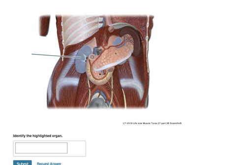 Solved Lt Va Life Size Muscle Torso Part B Chegg