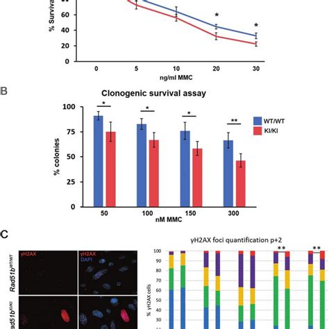 Rad B Mutant Mefs Show An Increased Susceptibility To Mmc Induced Dna