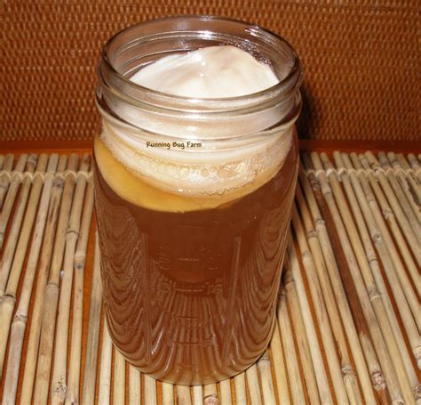 Organic Kombucha SCOBY Natural Mushroom Culture Tea Starter