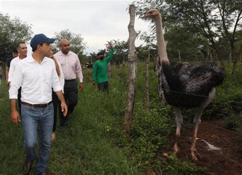 RANCHO DE AVESTRUCES ES EL MÁS GRANDE DE NORTEAMERICA Y CENTROAMERICA