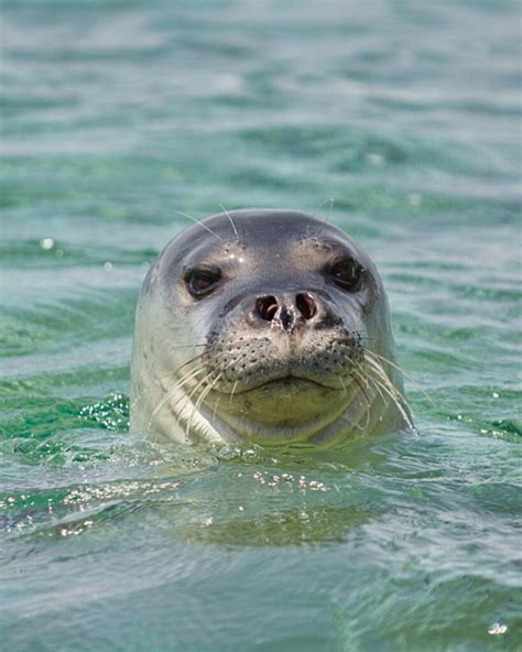 Características de los Lobos Marinos y las Focas Dolphin Discovery Blog