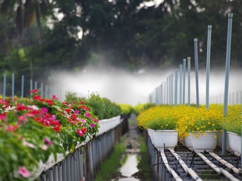 Sa Dec flower village drawing crowds as Tet nears