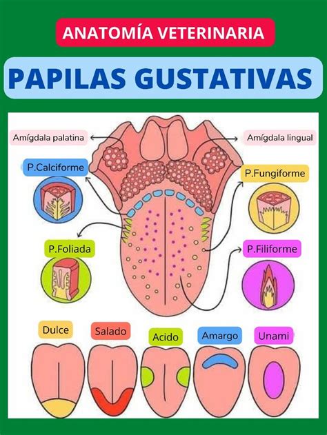 Papilas Gustativas Anatomía Anatomía médica Medicina