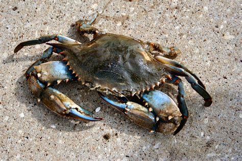 Blue Crab Photos 1539361