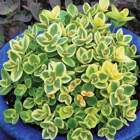 Sunsparkler Lime Twister Sedum | Sedum, Perennials, Garden center