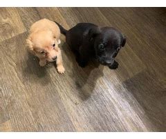 Cream and black Chiweenies in San Antonio - Puppies for Sale Near Me