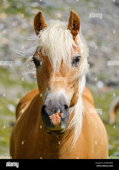 Haflinger Horse On Its Mountain Pasture Shieling In The Oetztal Alps