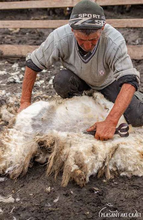 Sheep Shearing With Hand Shears at Romanian Sheepfold