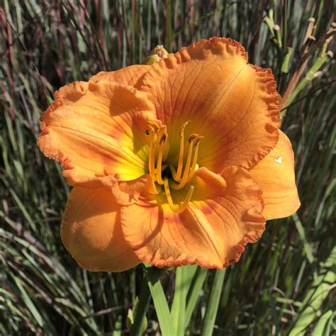 Earlybird Oriole™ Hemerocallis Garden Crossings