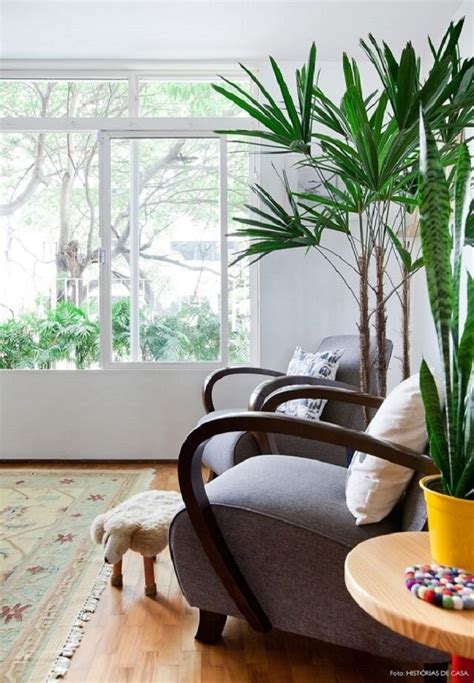 13 Plantas para Sala Principais Espécies para Decorar o Ambiente