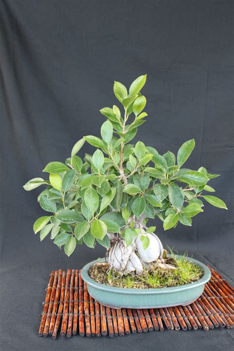 Ginseng Ficus Bonsai | kuromatsubonsai.com