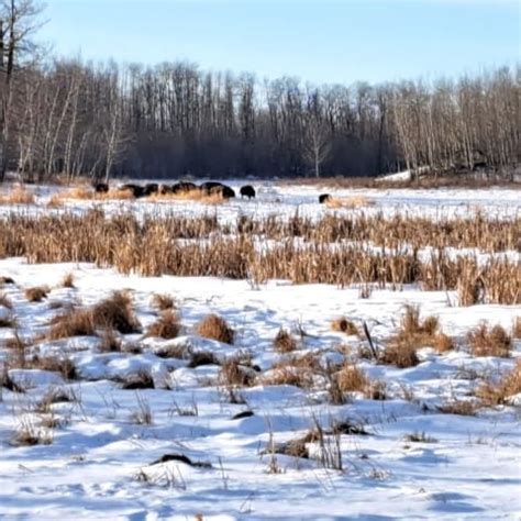 Elk Island National Park Edmonton Parks Central Alberta Parks