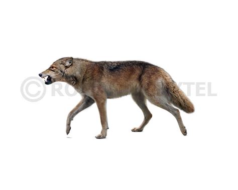 Etruscan Wolf Canis Etruscus Image Buy Uchytel