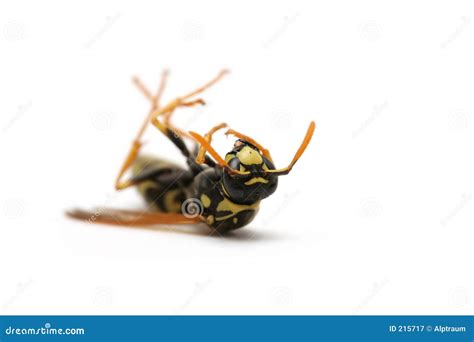 Dead Wasp Royalty Free Stock Photography Image 215717