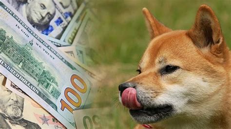 Shiba Inu Shib Là Gì Mua Bán Shib Coin ở đâu