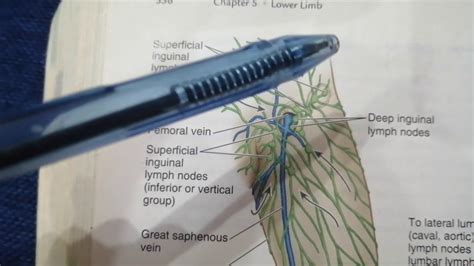 Superficial Inguinal Lymph Nodes