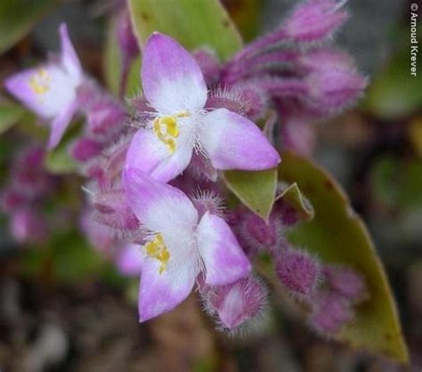 Tradescantia Blossfeldiana Flores De Los Caminos A Santiago