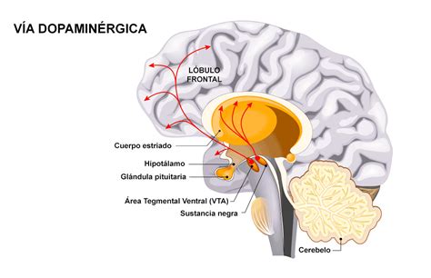 La Dopamina Descubre Sus Efectos En El Cuerpo Y La Mente