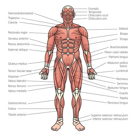 20+ Muscles structure Free Stock Photos - StockFreeImages