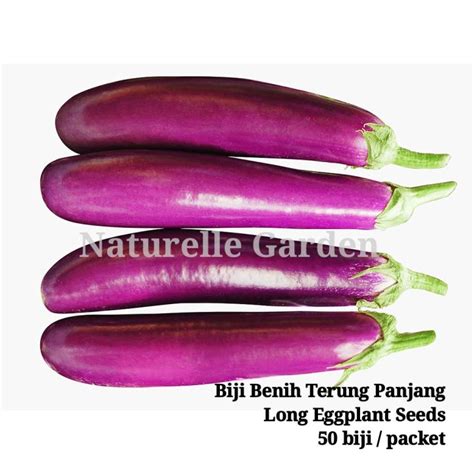 Biji Benih Terung Panjang Long Eggplant Seeds Seeds Not Live Plants