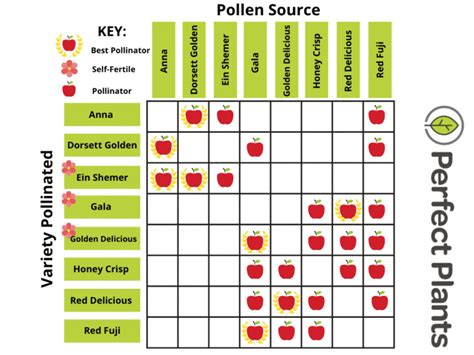 Pollination in Fruit Trees | Perfect Plants Nursery