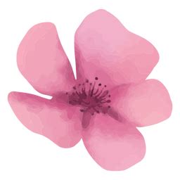 Design Png E Svg De Primavera Texturizada Flor Rosa Para Camisetas