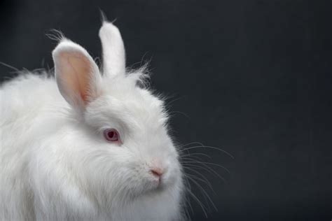 All About Bunnies With Red Eyes Why And How They Get Red Eyes Every