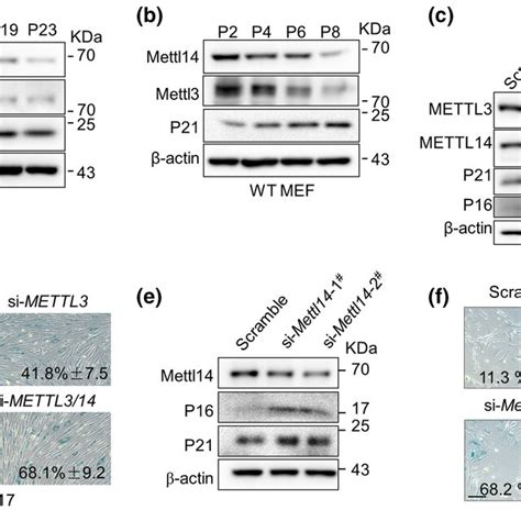 Lamin A Interacts With Mettl Ab Coimmunoprecipitation Coip