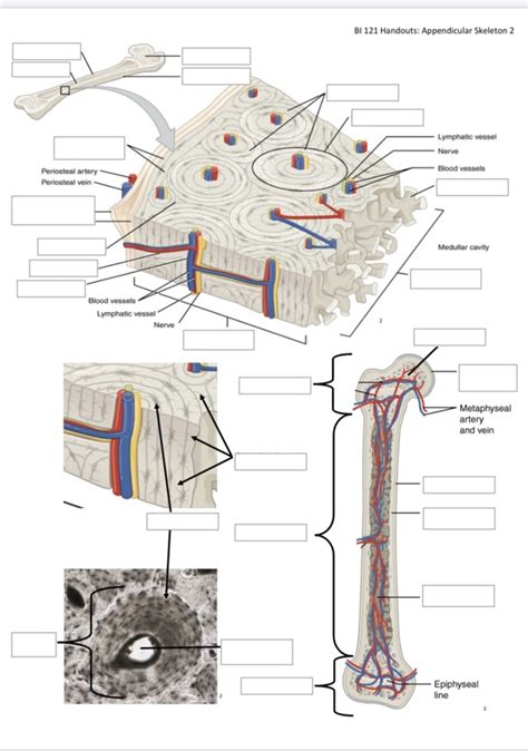 Bio Lab Exam Diagram Quizlet