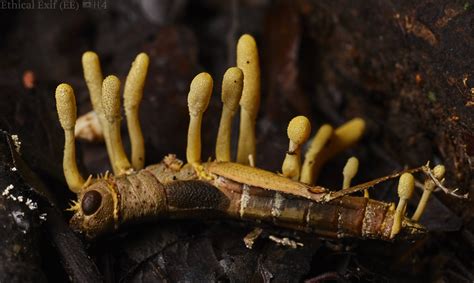 Grasshopper That Was Infected By The Entomopathogenic Fungus Known As Ophiocordyceps