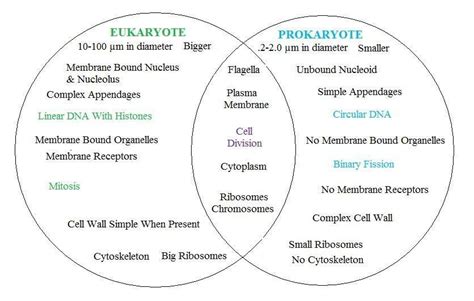 In Comparison To Eukaryotes Prokaryotes The Difference Between