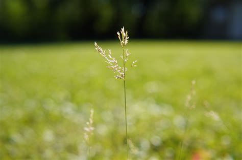 Grass Flower Plant Free Photo On Pixabay Pixabay