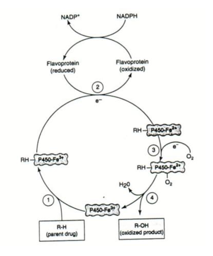 Drug Metabolism Flashcards Quizlet