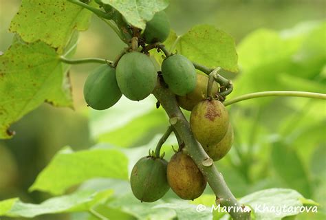 Trees Of Tropical Asia Jatropha Curcas