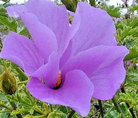 Alyogyne Huegelii Blue Hibiscus 10 Seeds Etsy